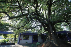  Big Tree Midrand  Йоханнесбург